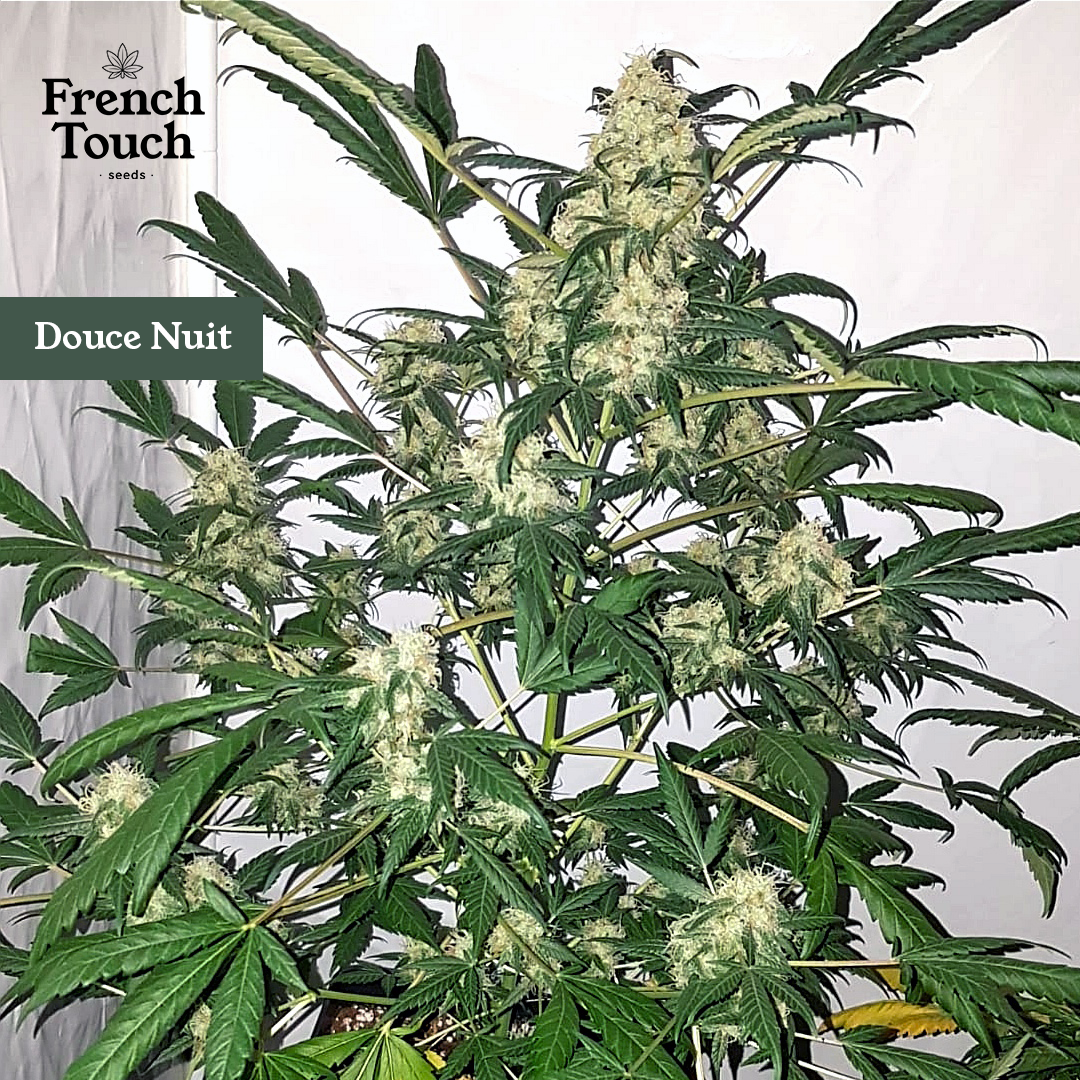 Douce Nuit - NL x Indu Kush