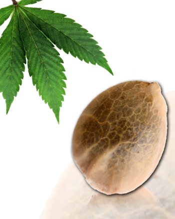 Sativa des Rois - Oldschool AK47 - Feminized