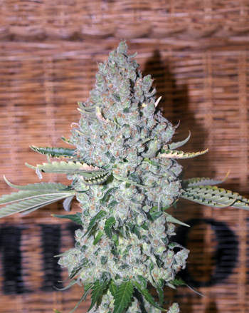 Sativa des Rois - Oldschool AK47 - Feminized